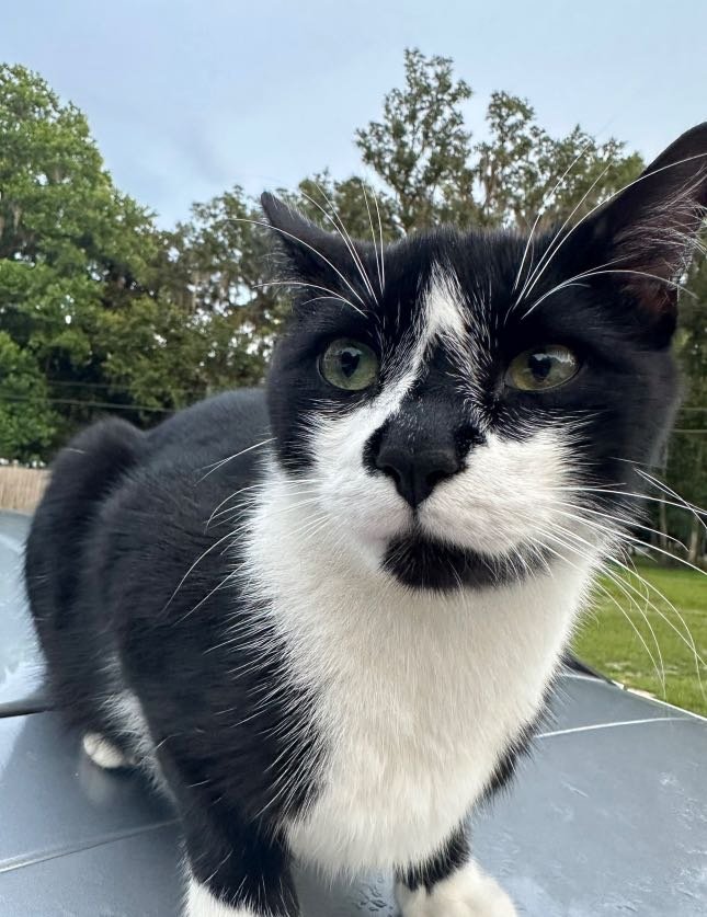 Lost Cat in Yankeetown — listing photo