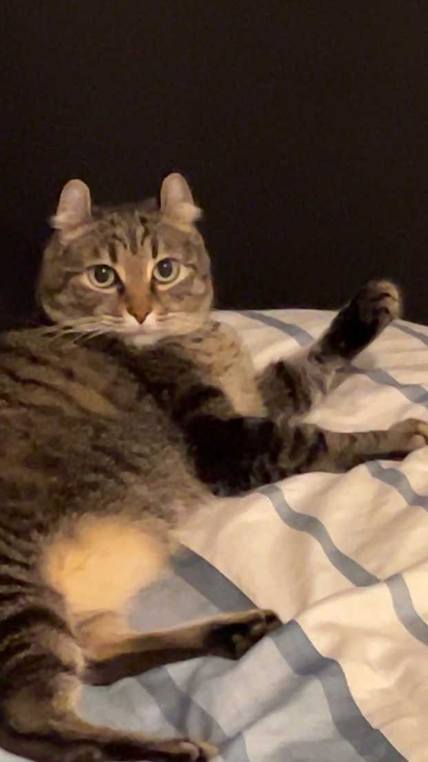 Lost Cat in Land O' Lakes — listing photo