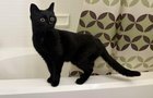 Lost Cat in Kansas City, Missouri — listing photo