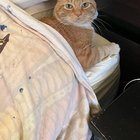Lost Cat in Memphis, Tennessee — Cat still missing from Vollentine-Evergreen area. Been missing since Dec 21st. Answers to Charlie