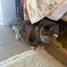 lost cat in Washington, District of Columbia