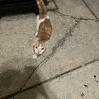 found cat in Philadelphia, Pennsylvania