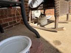 Lost Cat in Oklahoma City, Oklahoma — is anyone missing this cat? (sw okc)