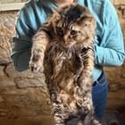 Lost Cat in St. Louis, Missouri — listing photo
