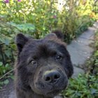 Found Dog in Chicago, Illinois — listing photo