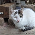 Lost Cat in Philadelphia, Pennsylvania — Anyone missing a cat?