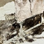 Found Dog in Mesa, Arizona — A toxic mold nightmare at Cortland Mountain Vista