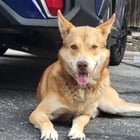 lost dog in Austin, Texas