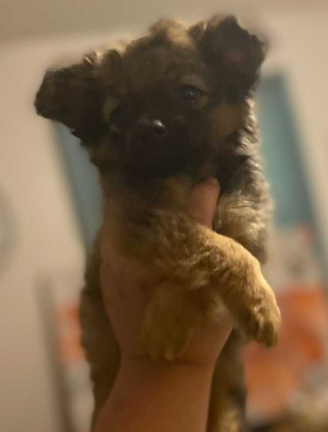 Lost Dog in Rock Hill, South Carolina — listing photo