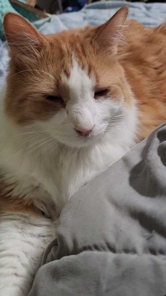Lost Cat in Pueblo, Colorado — listing photo