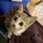 Pet alert in Tampa, Florida — Help me help this kitten PLEASE