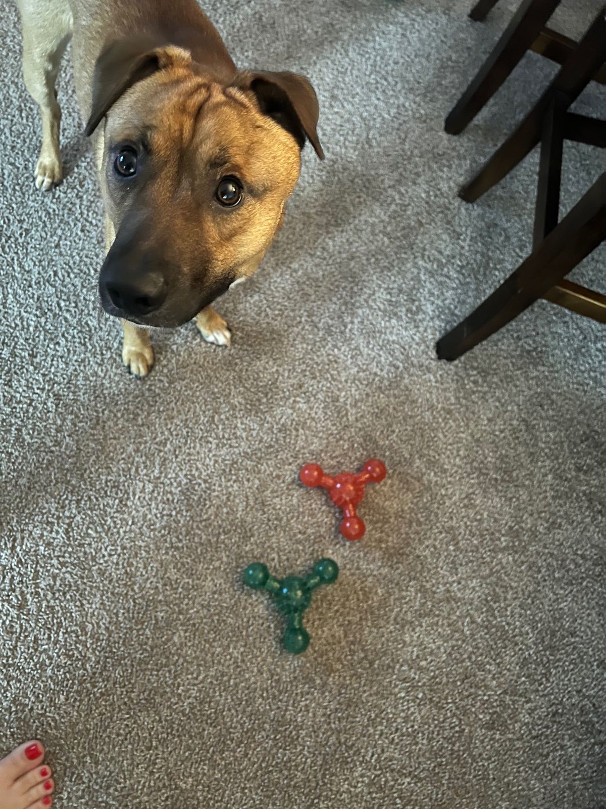 Lost Dog in Artesia — listing photo