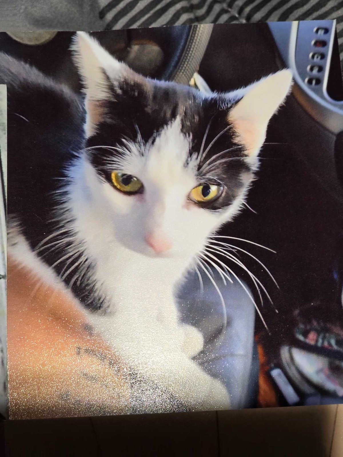 Lost Cat in Granite Falls — listing photo