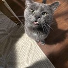 found cat in Kansas City, Missouri