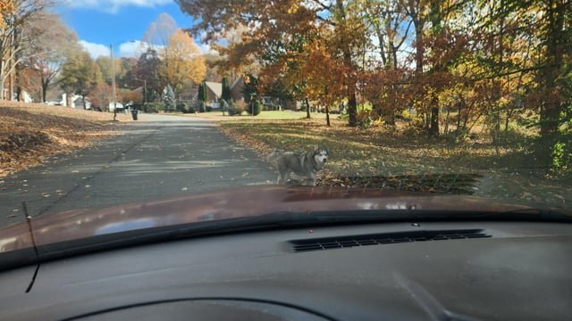 Lost Dog in Winston-Salem, North Carolina — listing photo