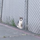found cat in Sacramento, California