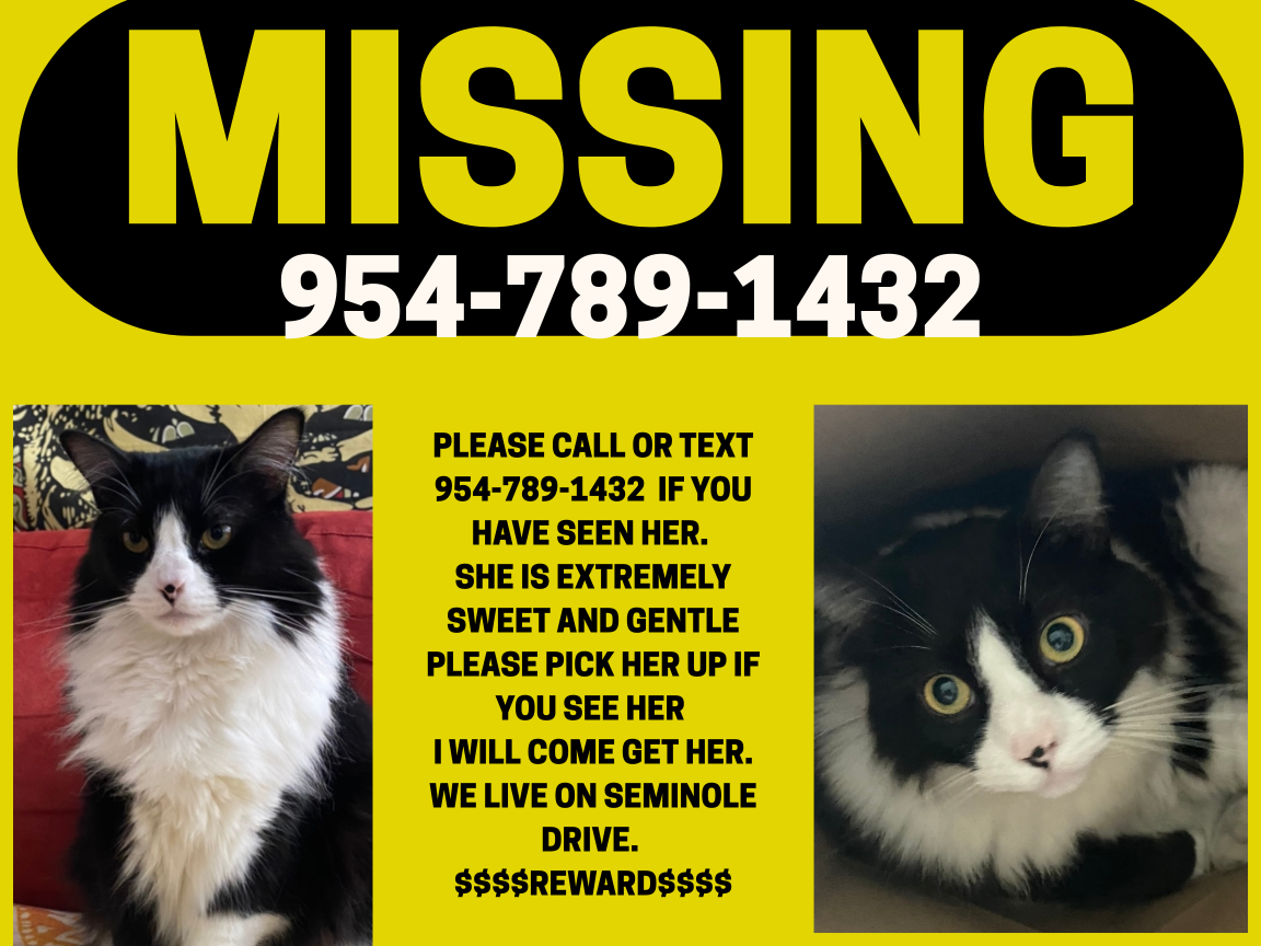 Lost Cat in Satellite Beach — listing photo