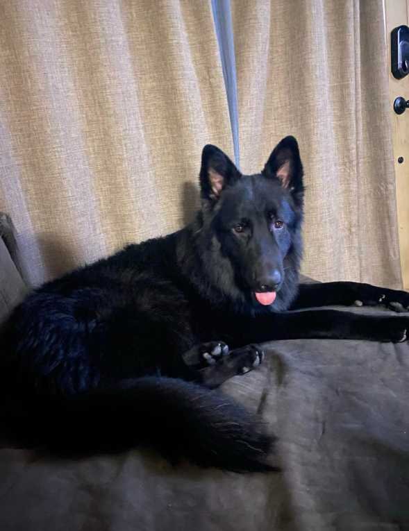 Lost Dog in Las Vegas, Nevada — listing photo