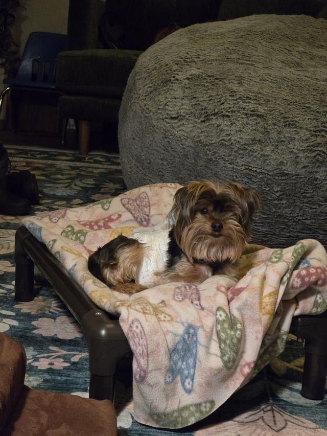 Lost Pet in Portland, Oregon — listing photo