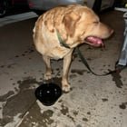 Found Dog in San Jose, California — listing photo