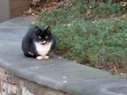 Lost Cat in Charlotte, North Carolina — listing photo