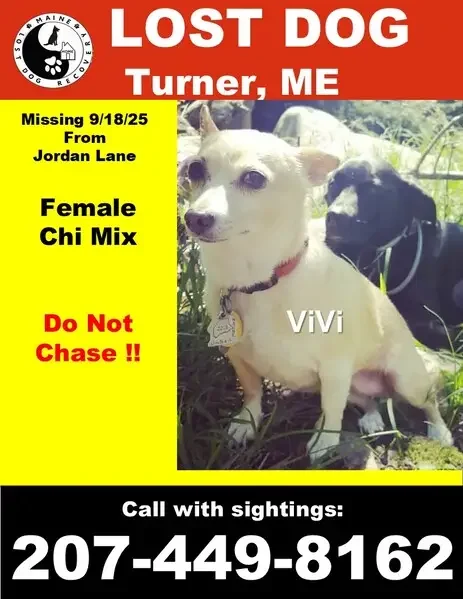 found dog in Chesterfield, Missouri