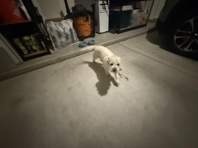 lost dog in Albuquerque, New Mexico