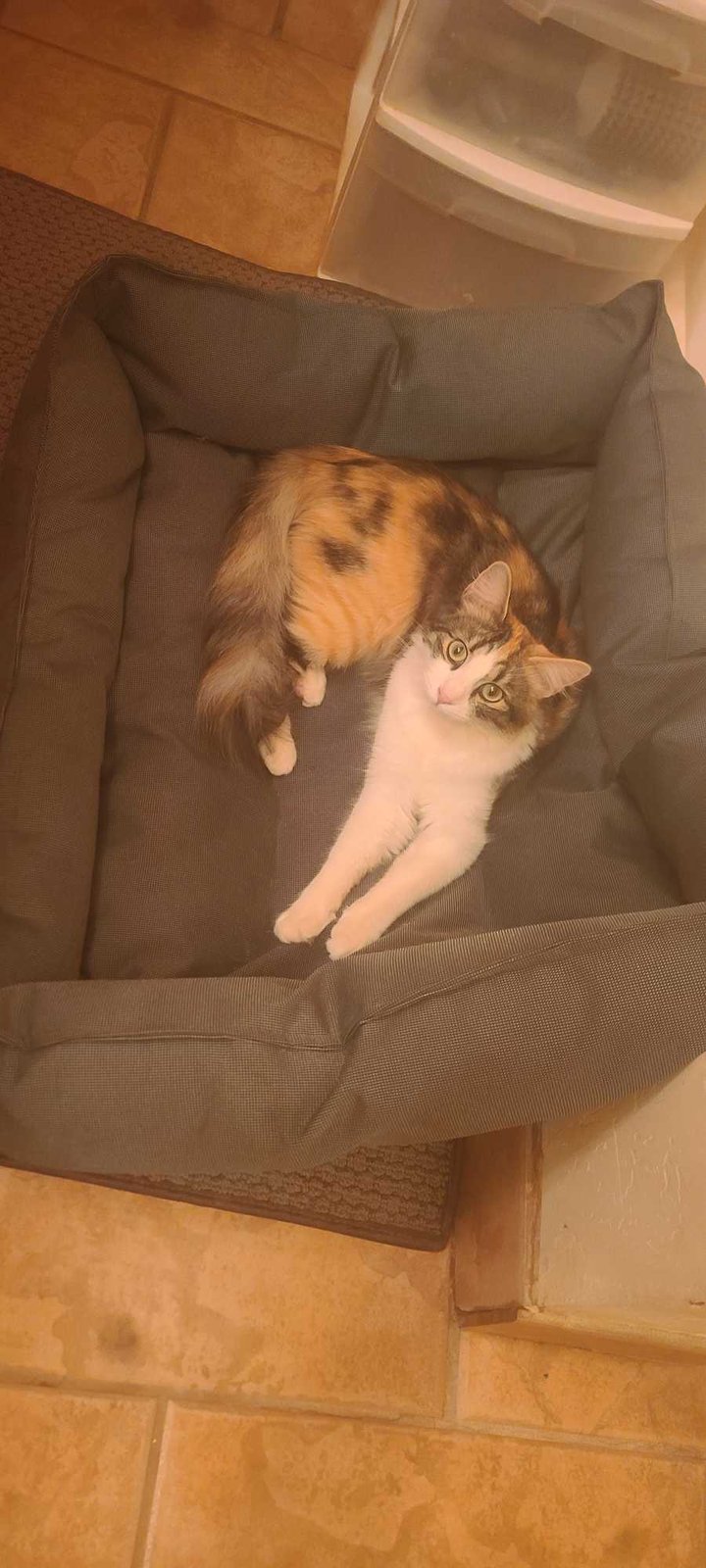 Lost Cat in Arizona City — listing photo