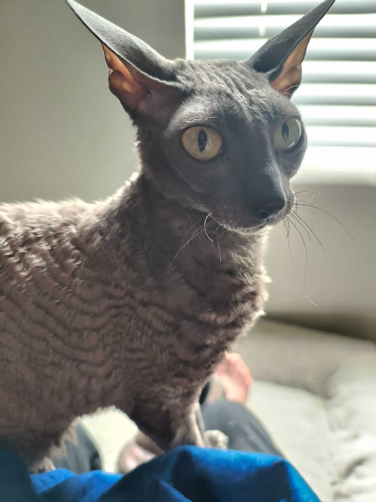 Lost Cat in Lacy Lakeview — listing photo