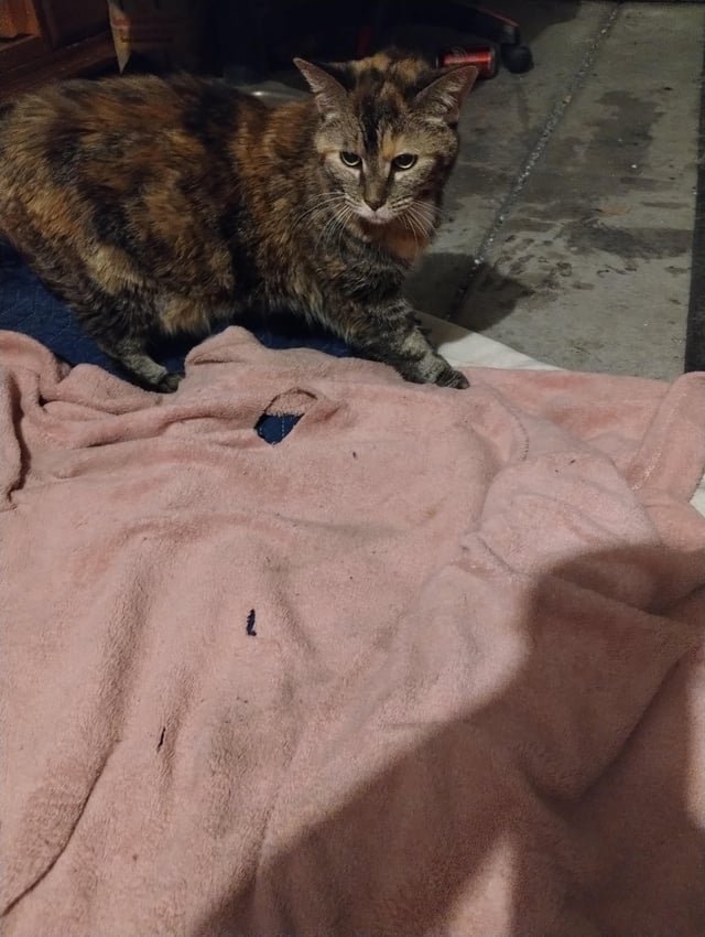 Found Pet in Las Vegas, Nevada — listing photo