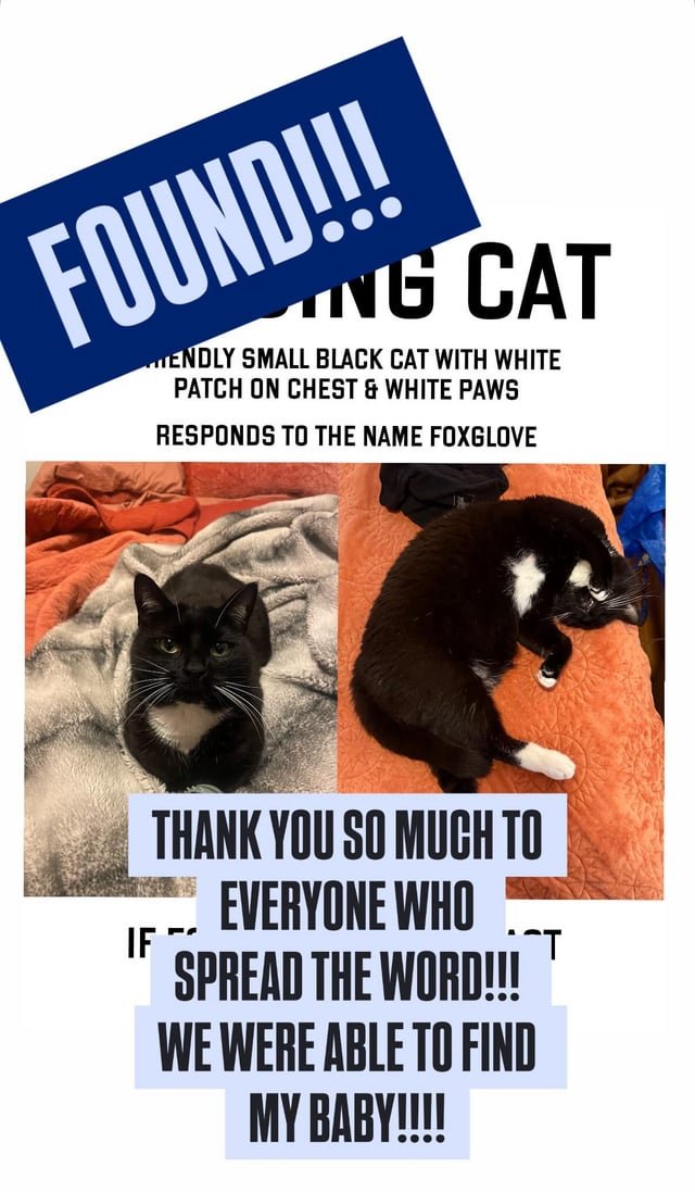 Lost Cat in Providence, Rhode Island — FOUND!!!! MISSING CAT UPDATE!!