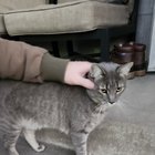 found cat in Reno, Nevada