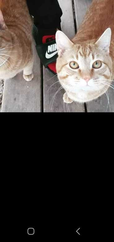 Lost Cat in Matthews — listing photo