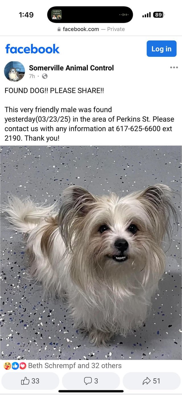 Found Dog in Boston, Massachusetts — listing photo
