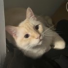lost pet in Buffalo, New York