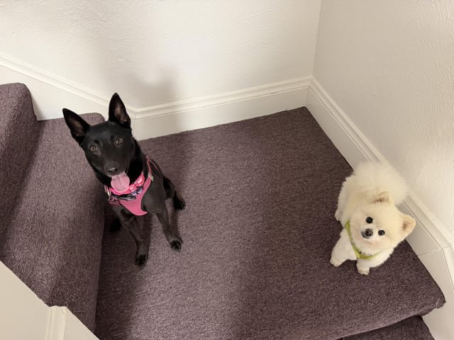 lost dog in San Francisco, California