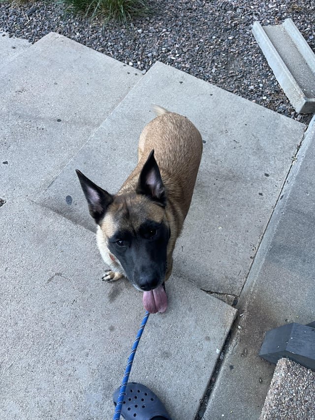 found dog in Denver, Colorado