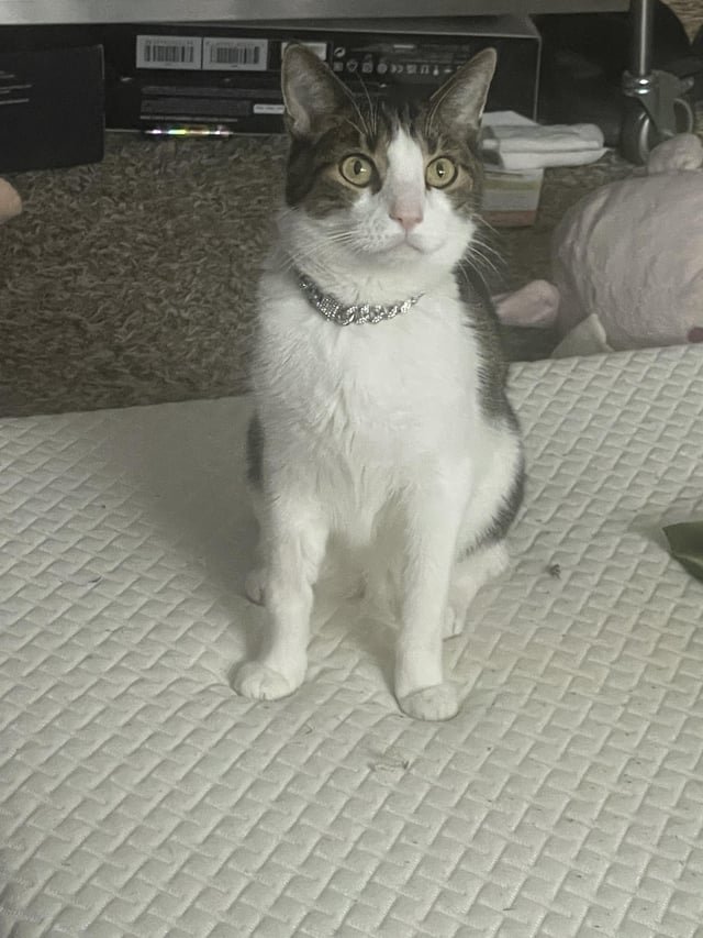 lost cat in Ann Arbor, Michigan