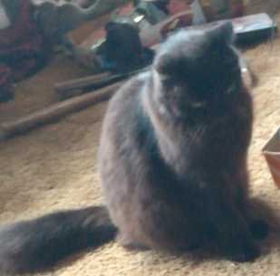 Lost Cat in Denver, Colorado — listing photo