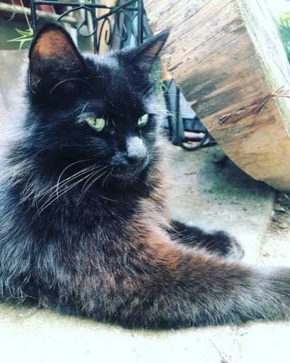 Lost Cat in Spring Hill — listing photo