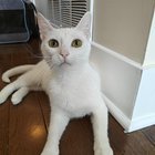 lost cat in Skokie, Illinois