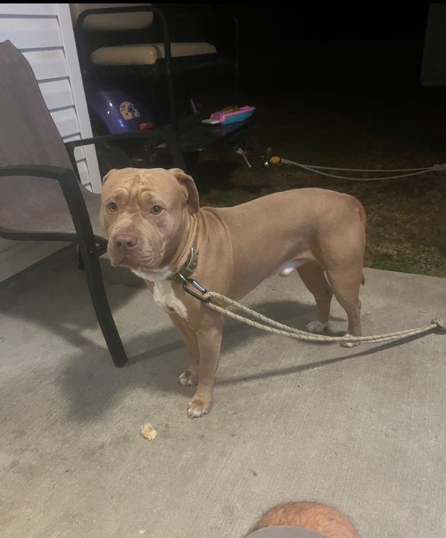 Lost Dog in Ponchatoula — listing photo