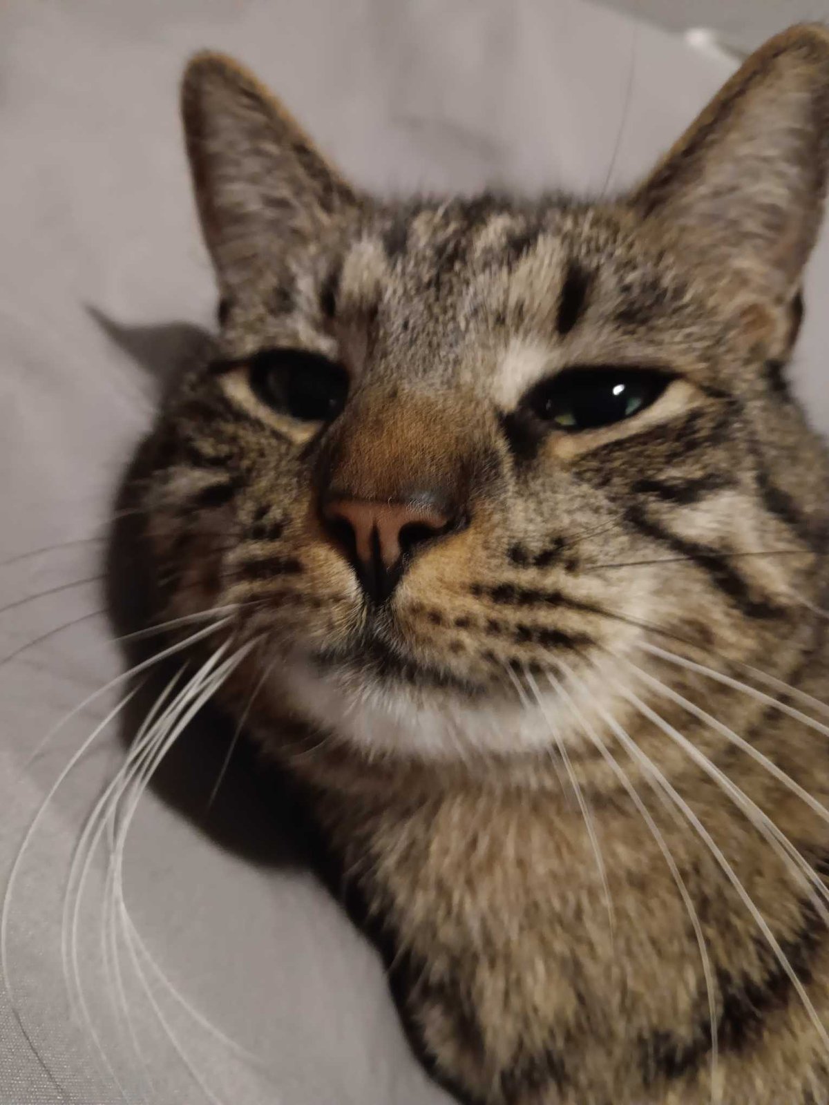 Lost Cat in Tucson, Arizona — listing photo