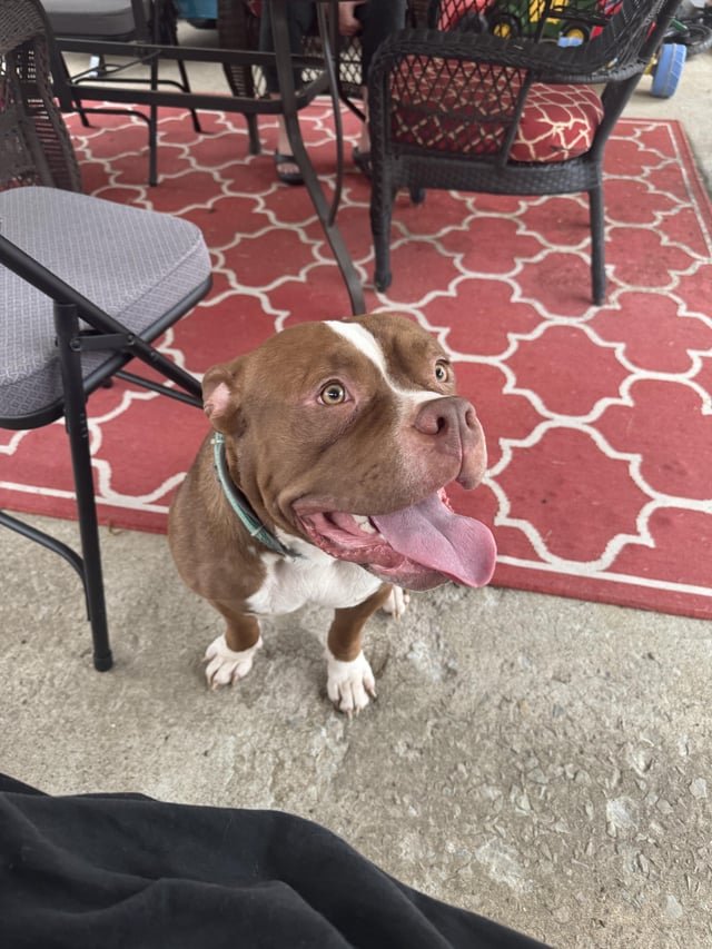 Found Dog in Louisville, Kentucky — listing photo