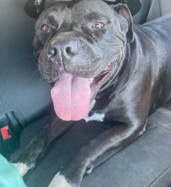Lost Dog in Tucson, Arizona — listing photo