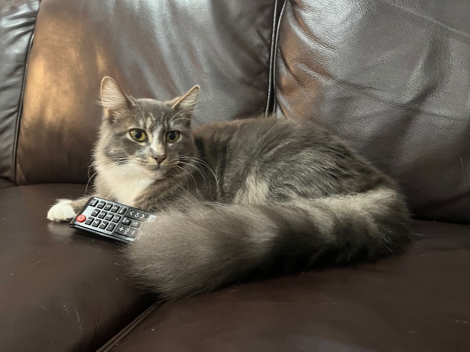 Lost Cat in Oregon City — listing photo