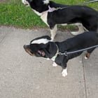 found pet in Indianapolis, Indiana