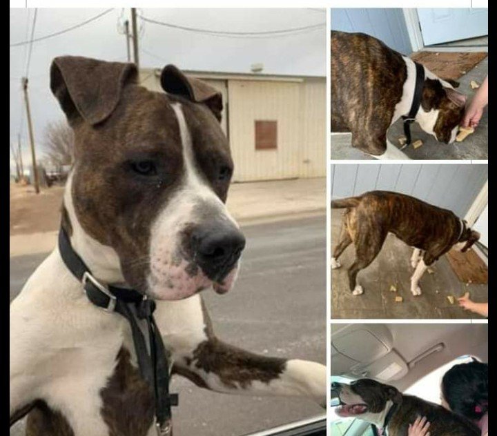 Lost Dog in Hobbs — listing photo