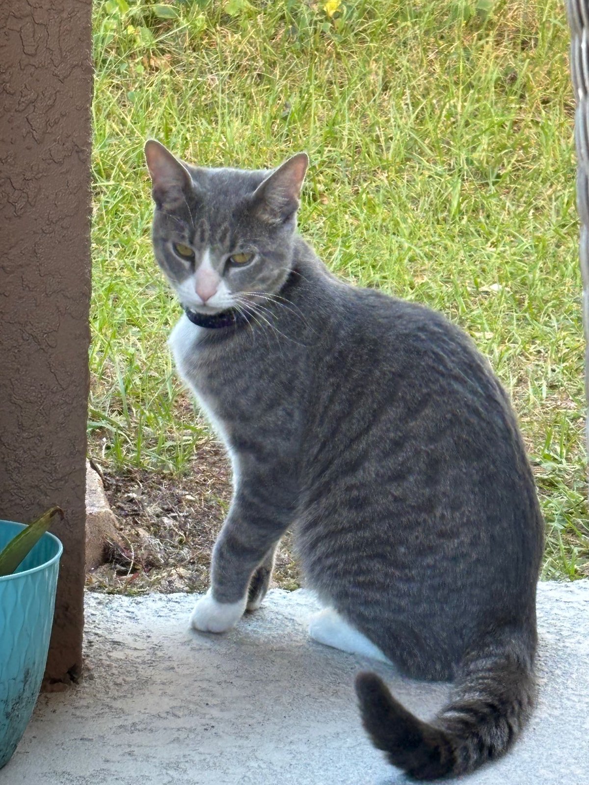 Found Cat in Davenport, Iowa — listing photo