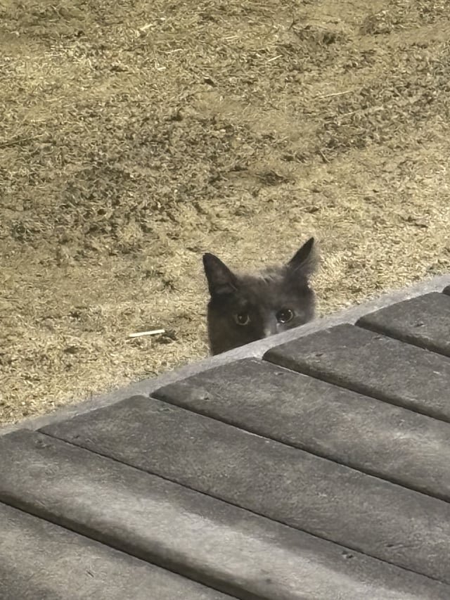 Lost Cat in Boston, Massachusetts — Anyone missing a gray(?) and white cat in Dorchester? Very chunky boy, but was meowing and…